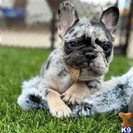 french bulldog puppy posted by COUTURE WEST FRENCHIES